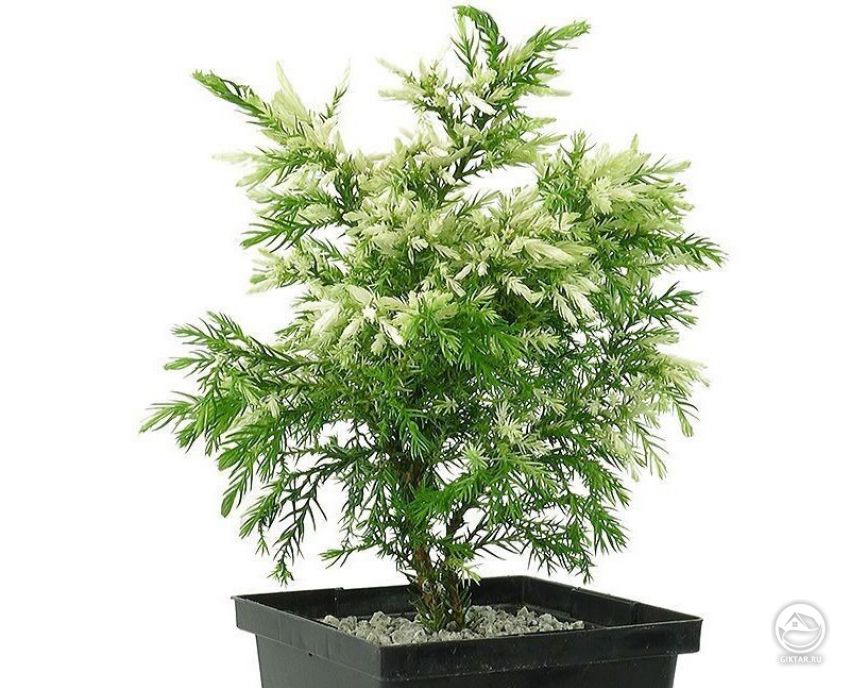 Криптомерия японская. Сорт Nana Albospica Криптомерия японская. Сорт Nana Albospica. Бонсай.