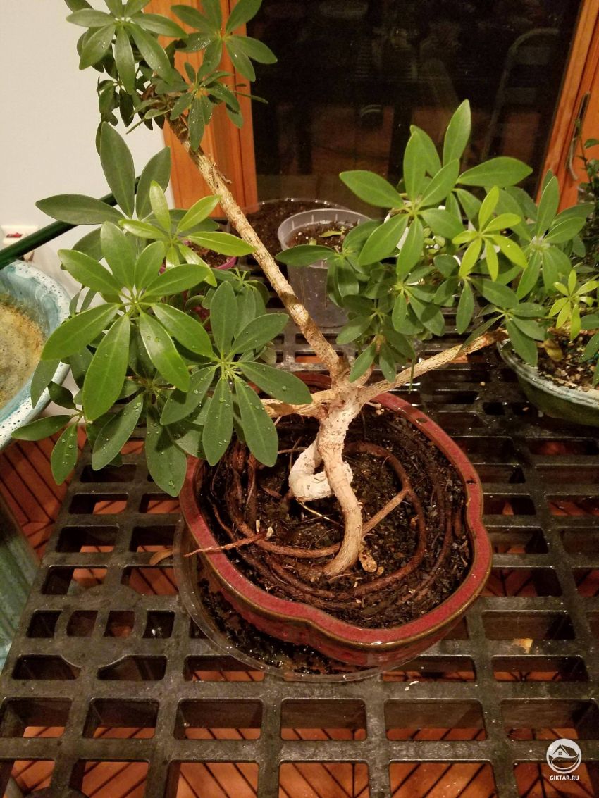 Что нужно сделать с этим растением чтобы помочь ему ?