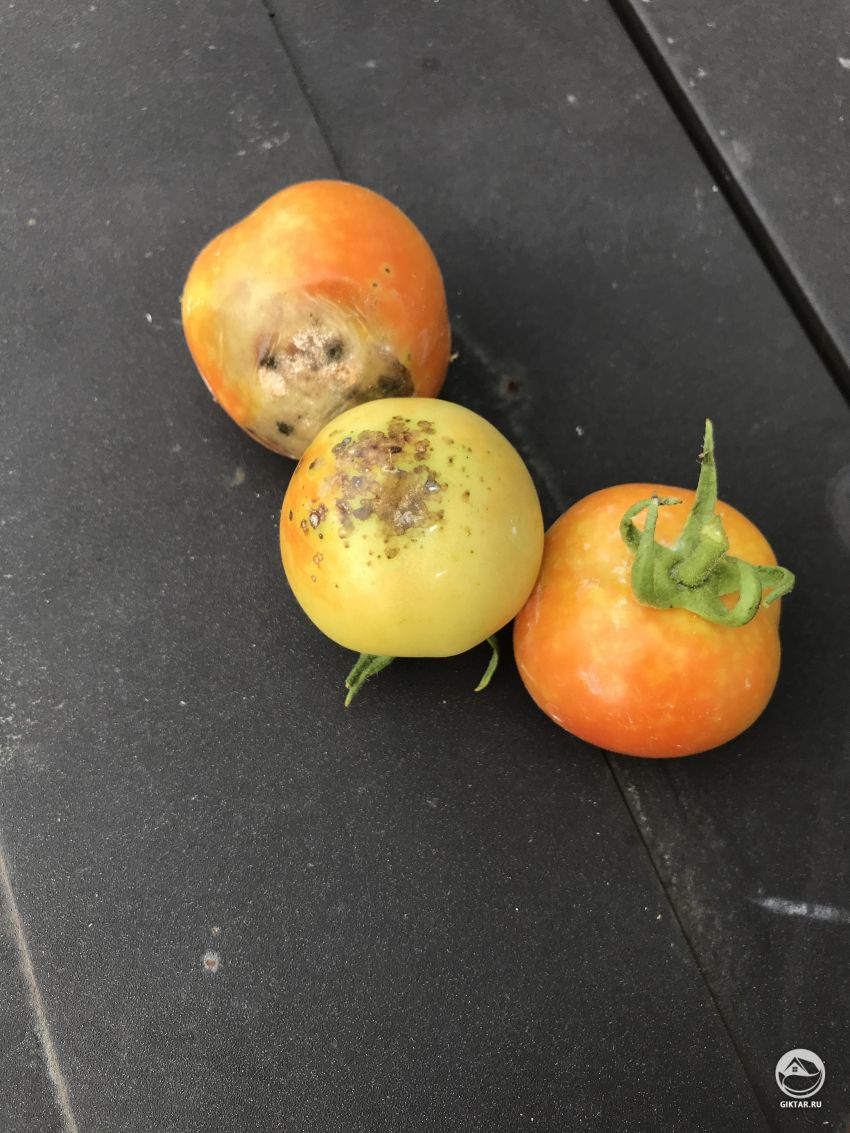 Что случилось с моими помидорами?
