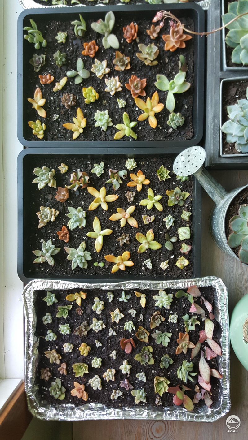 Много разных маленьких суккулентов