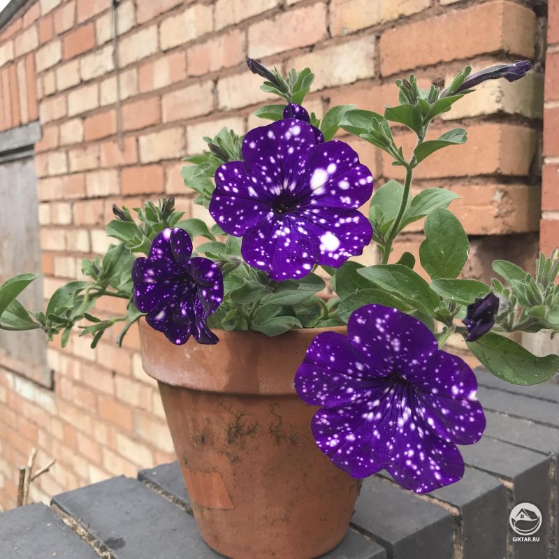 Моя петуния "Ночное Небо"! Так много бутонов.