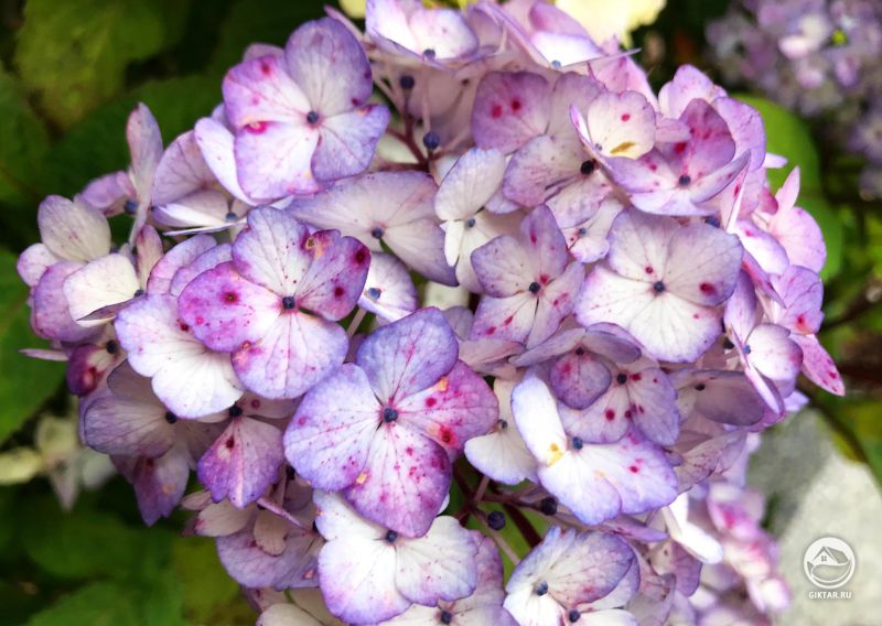 Моя гортензия выглядит как десятки крошечных бабочек.