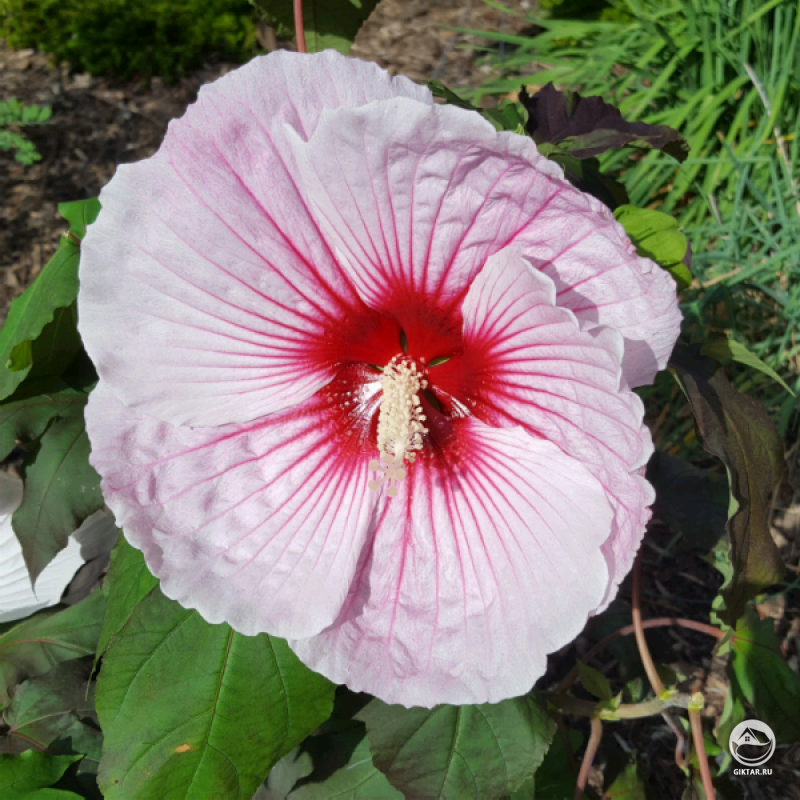 Гибискус Звездная Звездная Ночь