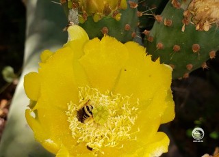 Пчела на цветке опунции
