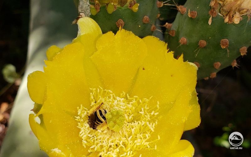 Пчела на цветке опунции