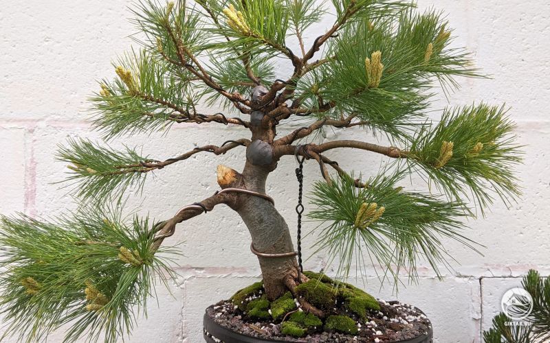 Белая восточная сосна: бонсай после пересадки