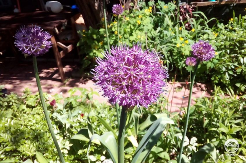 Лук победный фото Лук победный фото