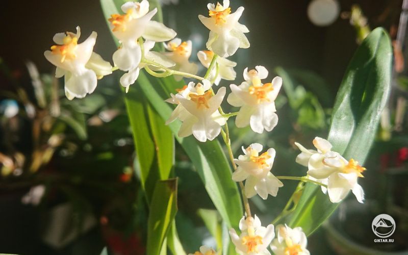 Онцидиум Твинкл: цветение