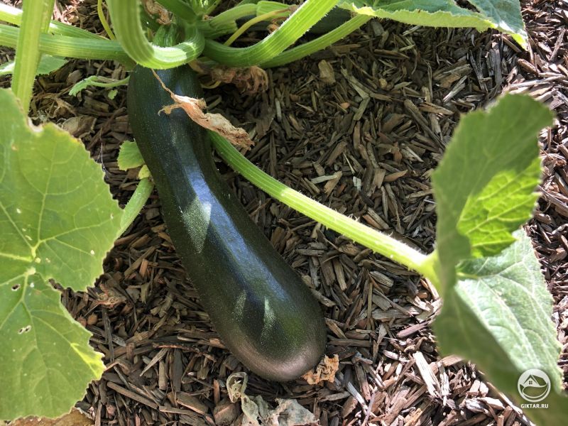 Кабачок-цуккини - первый урожай в новом доме.