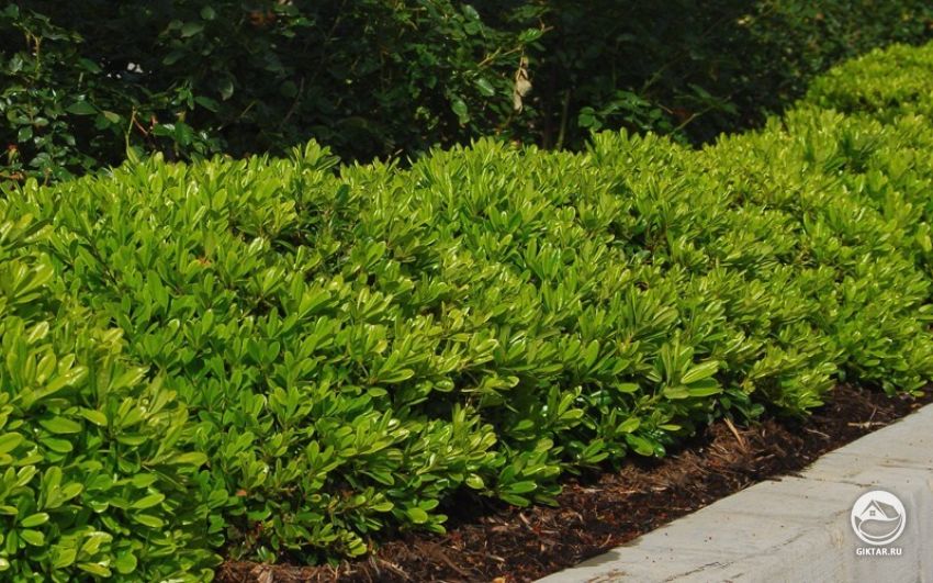 Бирючина обыкновенная. Живая изгородь Живая изгороди из бирючины