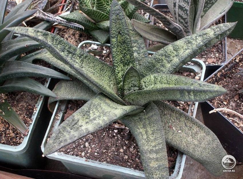 Гастерия батесиана или Гастерия Батеса (Gasteria batesiana ) Гастерия батесиана или Гастерия Батеса (Gasteria batesiana )