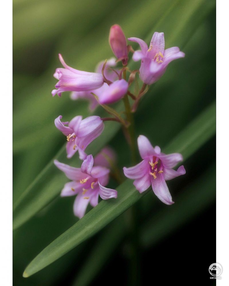 Пролеска колокольчатая