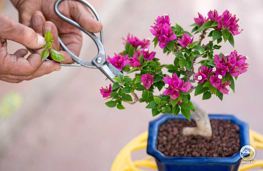 Специальные ножницы для бонсай бывают разных размеров, чтобы помочь на всех этапах процесса, хотя бытовые ножницы могут часто работать так же хорошо, если их держать чистыми и острыми.