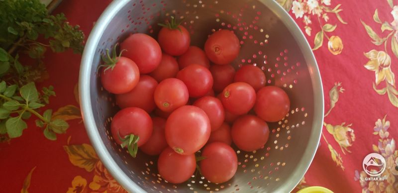 Урожай помидоров
