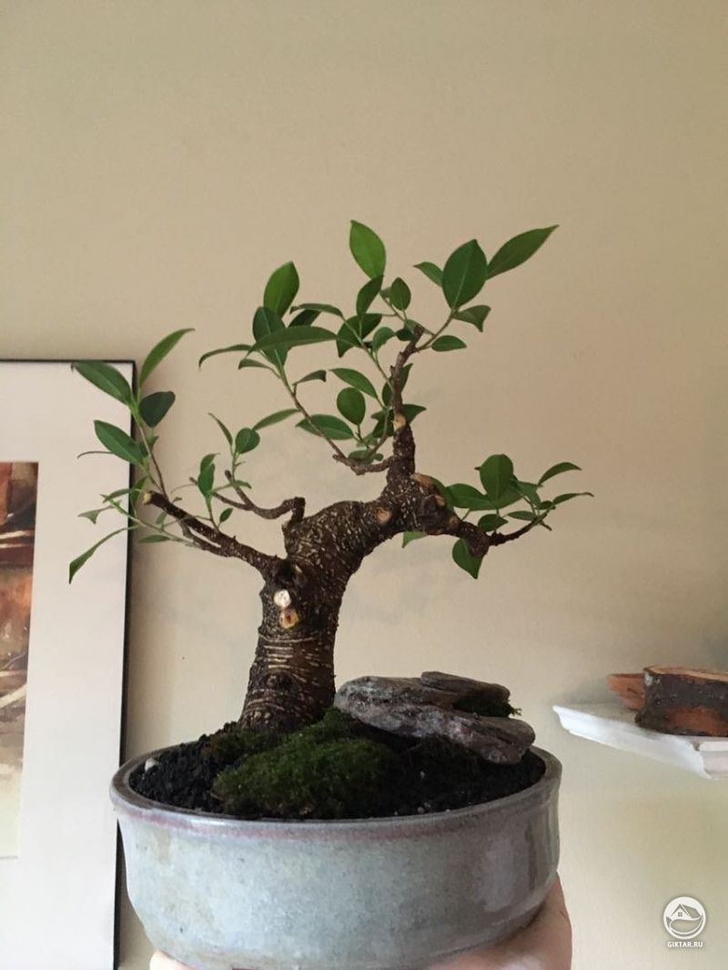 Фикус с тигровой корой: обрезка