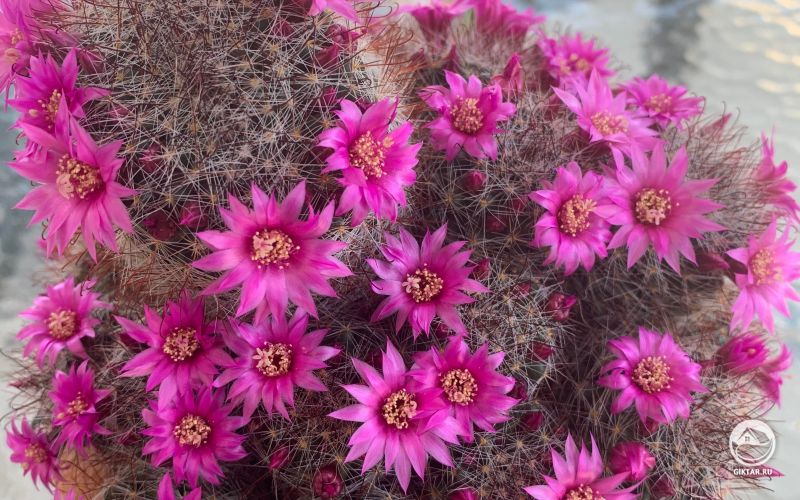 Цветущая маммилярия