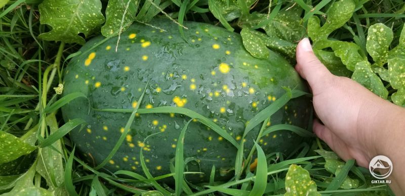 Первый раз выращиваю арбуз "Луна и звезды".