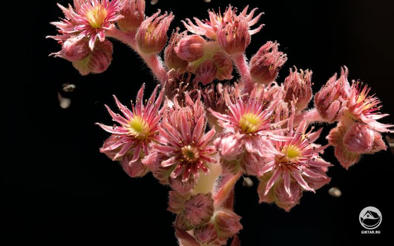 Цветки молодила