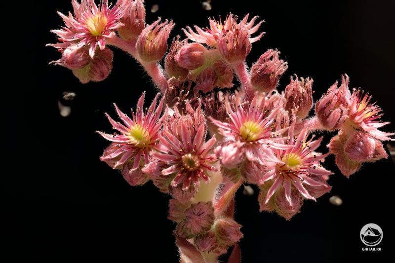 Цветки молодила