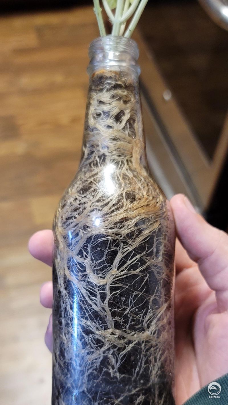 Базилик в бутылке