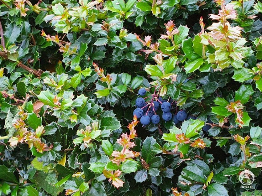 Магония падуболистная Магония падуболистная: описание, выращивание, размножение.