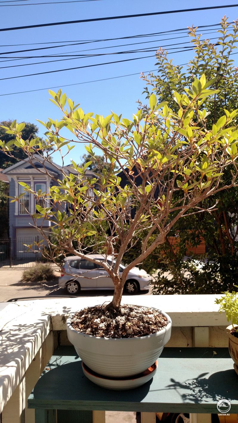 Бонсай азалия - какие следующие шаги