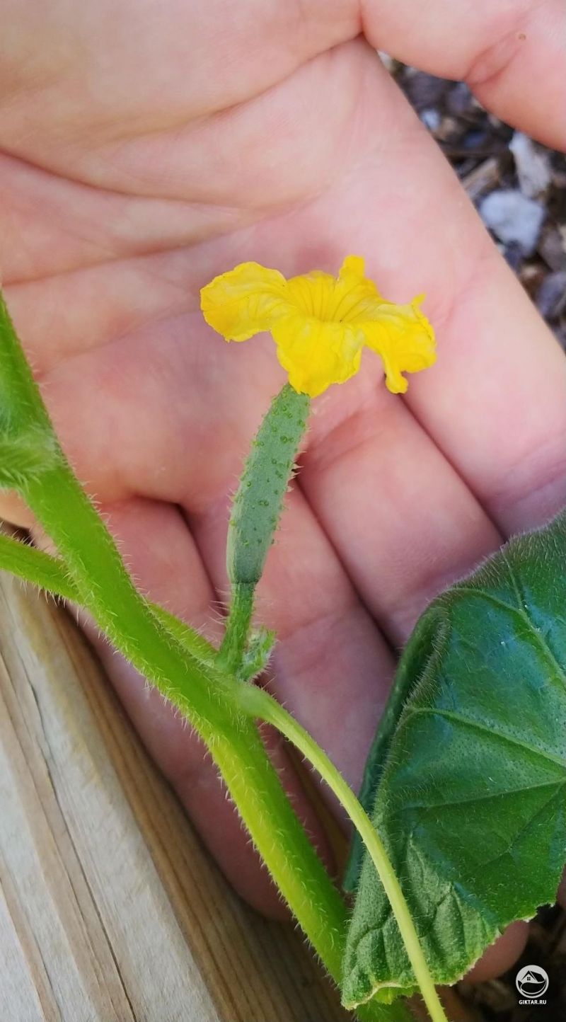 Мой первый огурец!