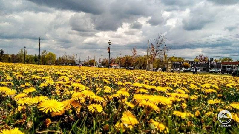 Желтое море одуванчиков