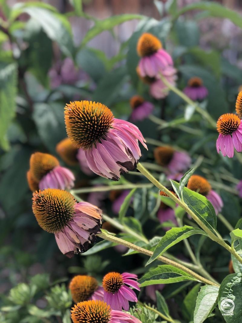 Слишком красива, чтобы не сфотографировать. Эхинацея.