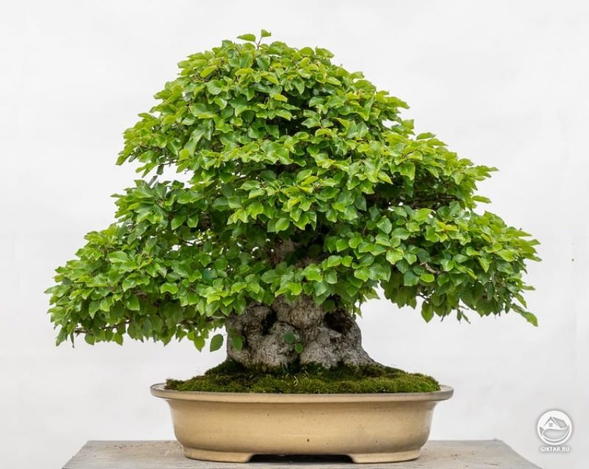 Граб корейский. Бонсай Граб корейский. Бонсай
