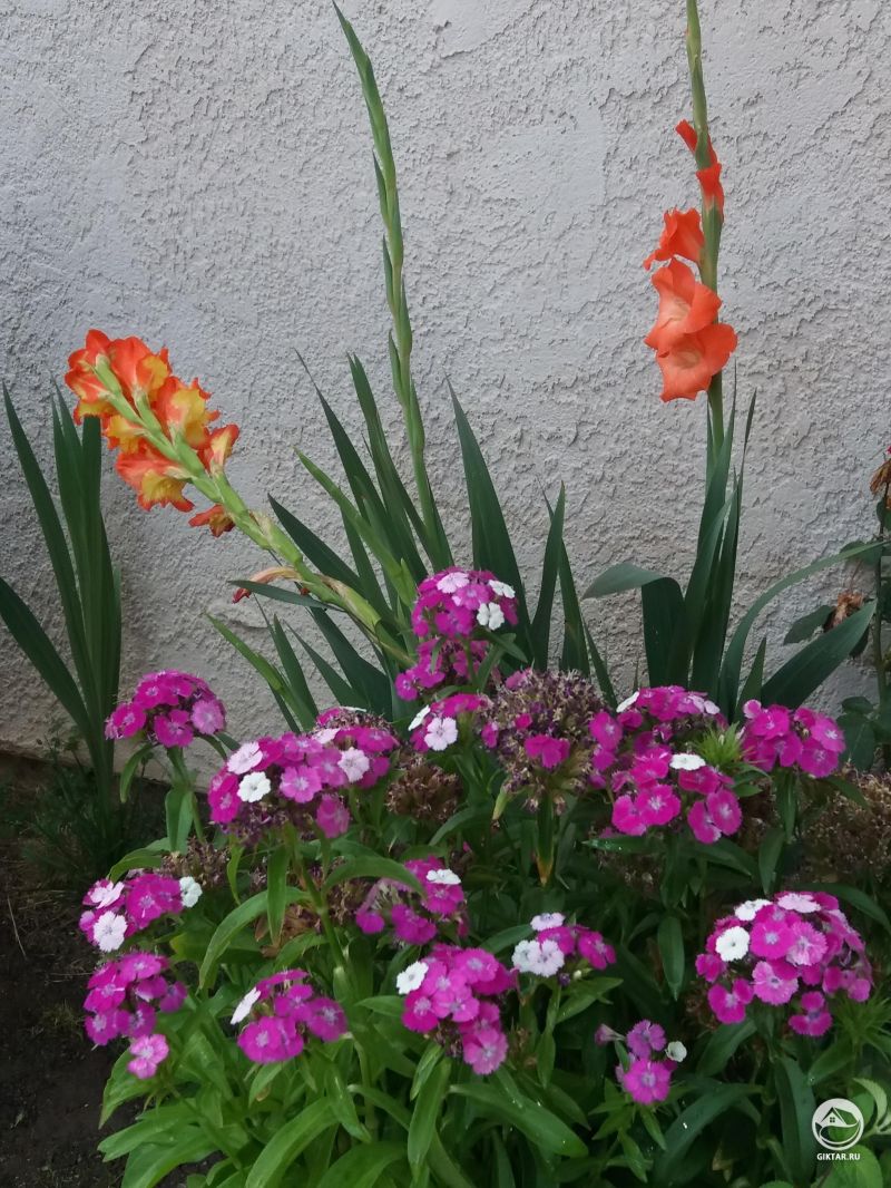 Турецкая гвоздика и гладиолусы