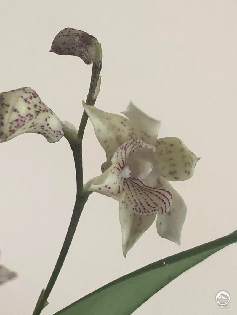 Дендробиум polysema х aberrans