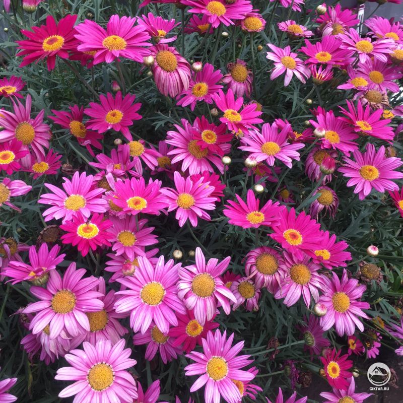 Прекрасные ромашки