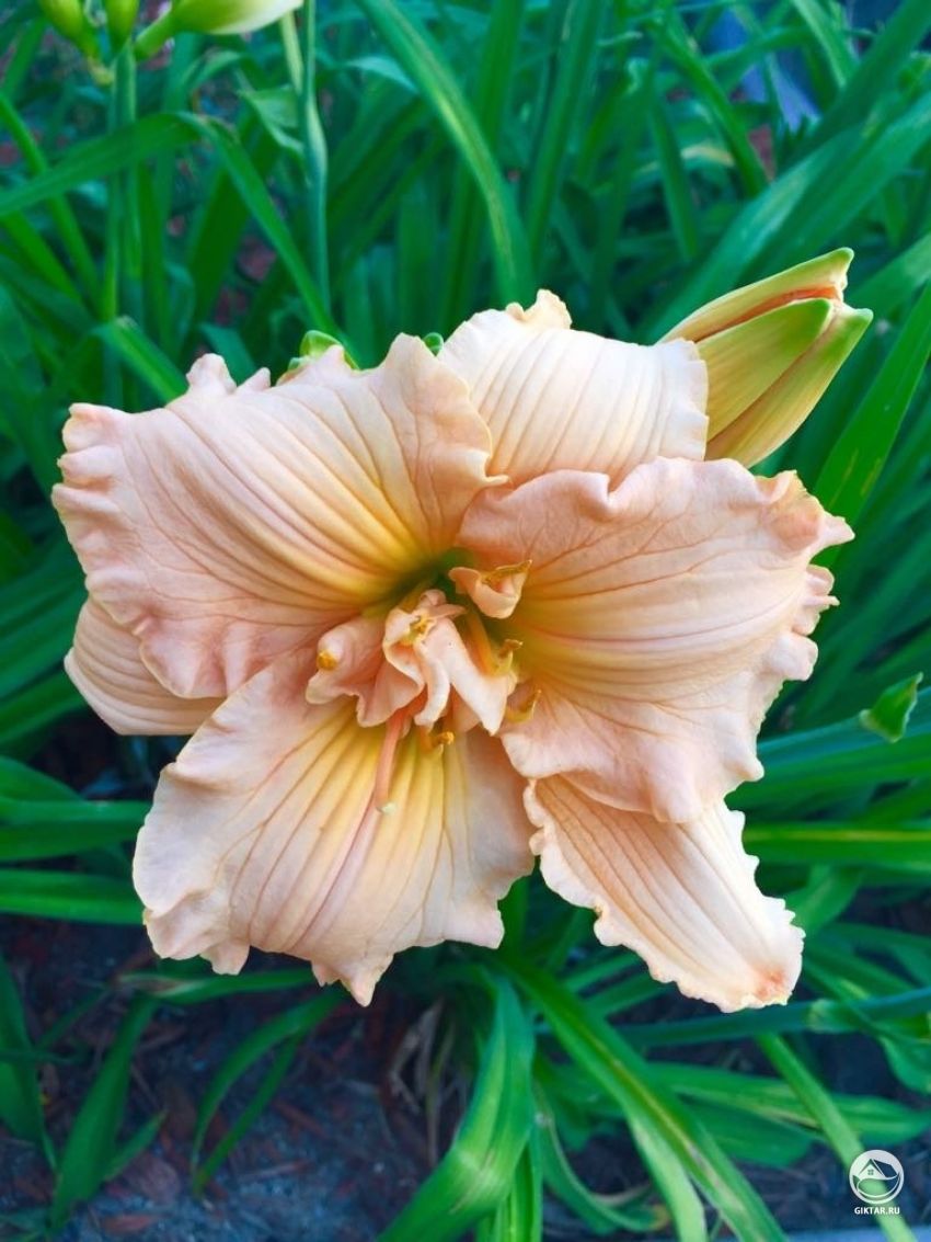 Помогите опознать цветок и сорт.