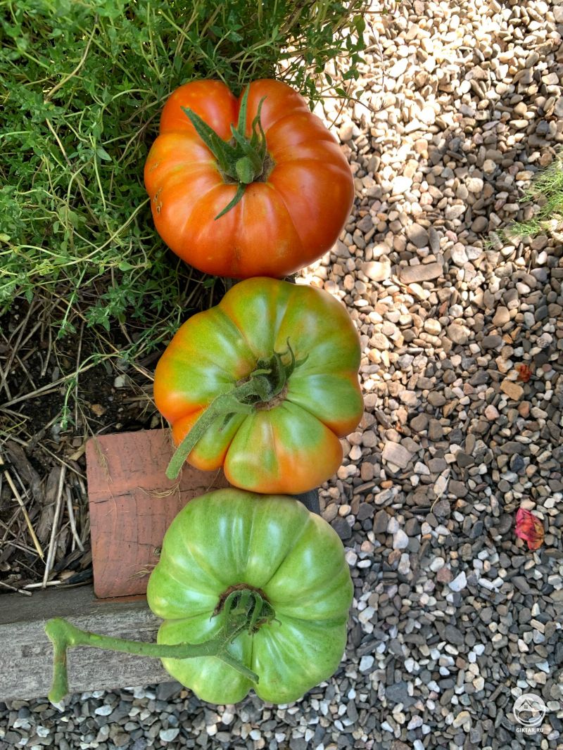 Томаты почти созрели