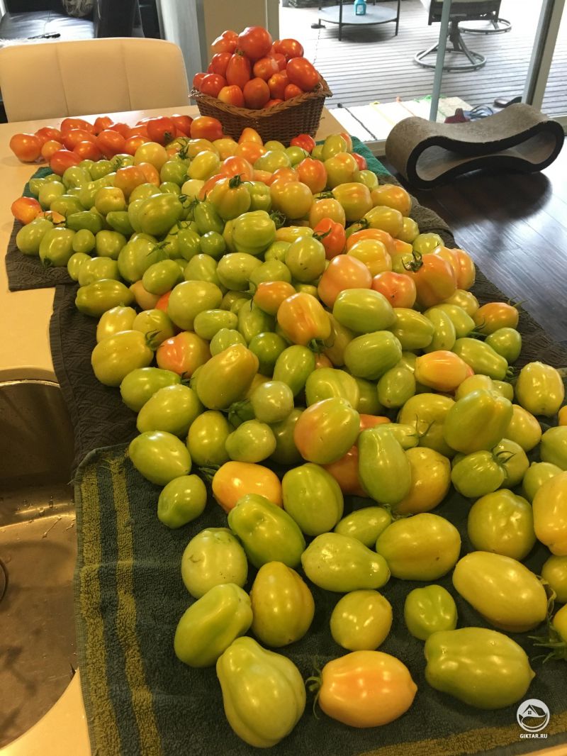 Томатная Нарния : невероятный урожай томатов в этом году.