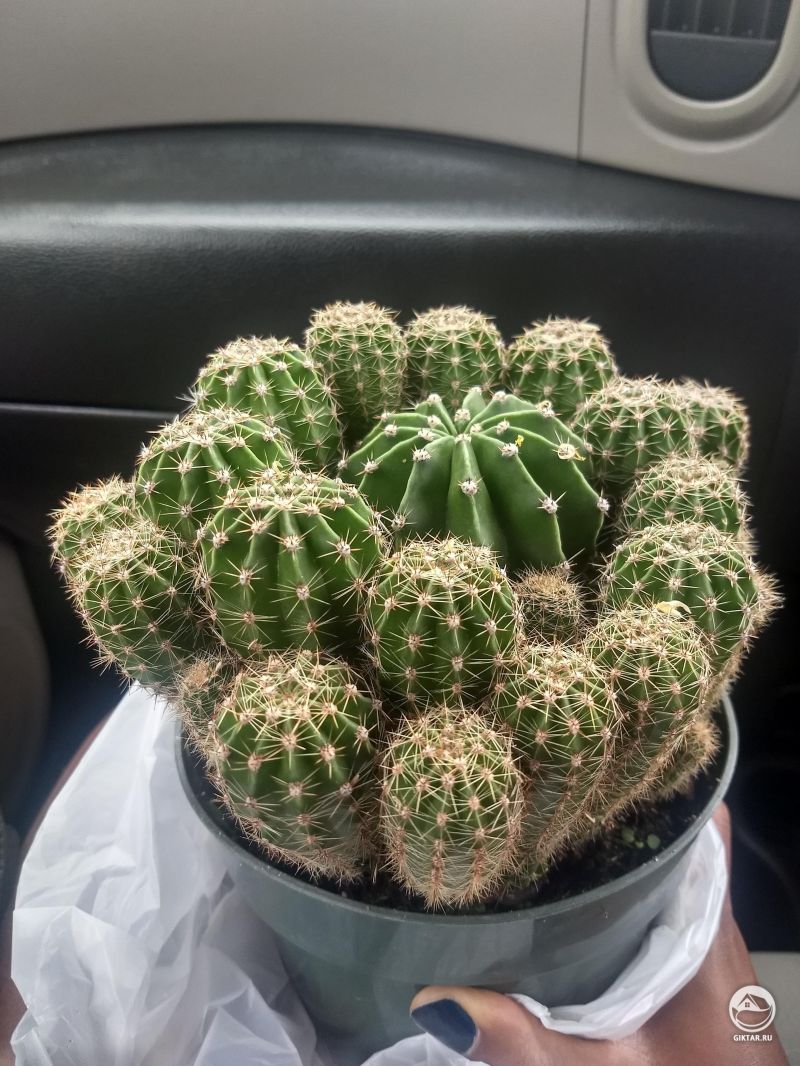 Эхинопсис острогранный