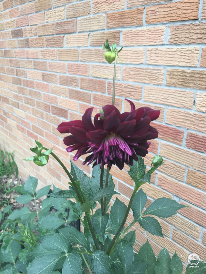 Мой первый георгин цветет !