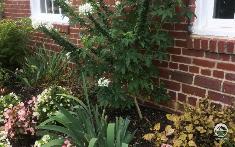 Гигантская белая клеома .