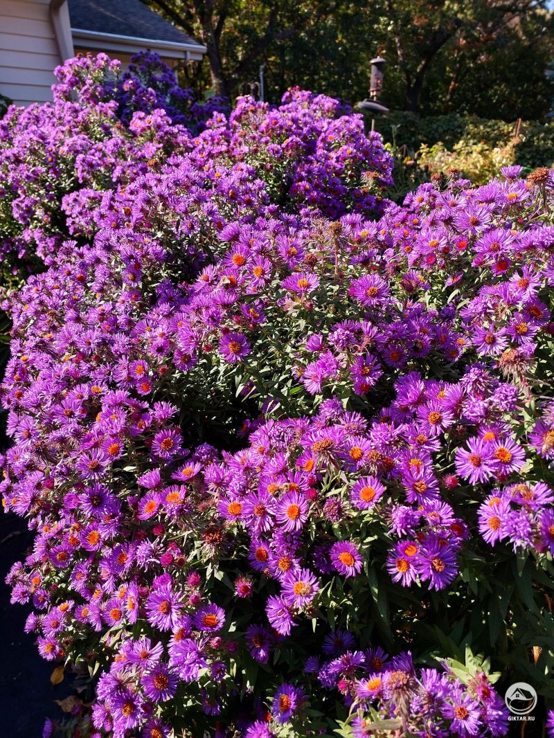 Октябрины или Осенние астры