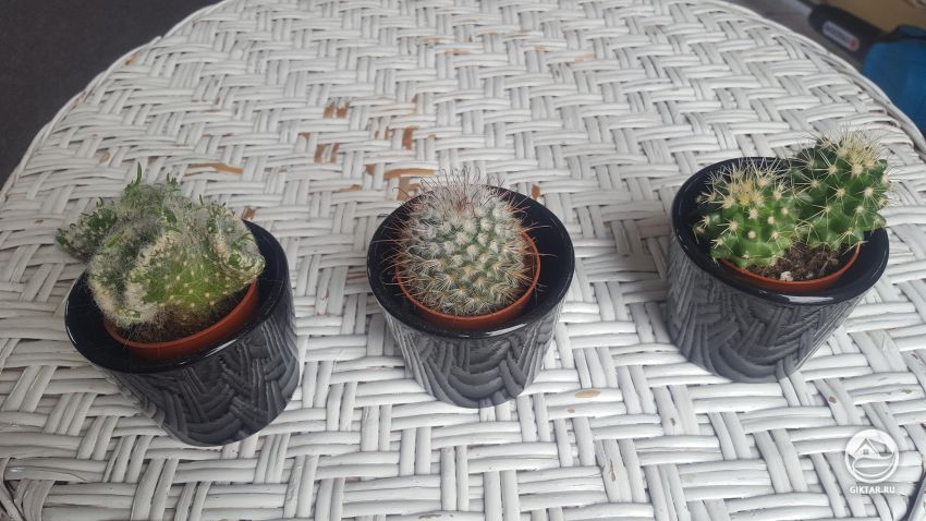 Как называются эти кактусы?