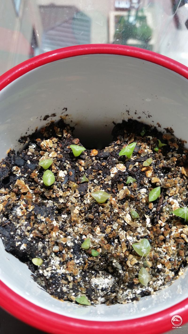 Кактусы из семян