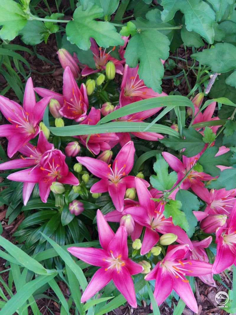 Цветочный фейерверк из лилий