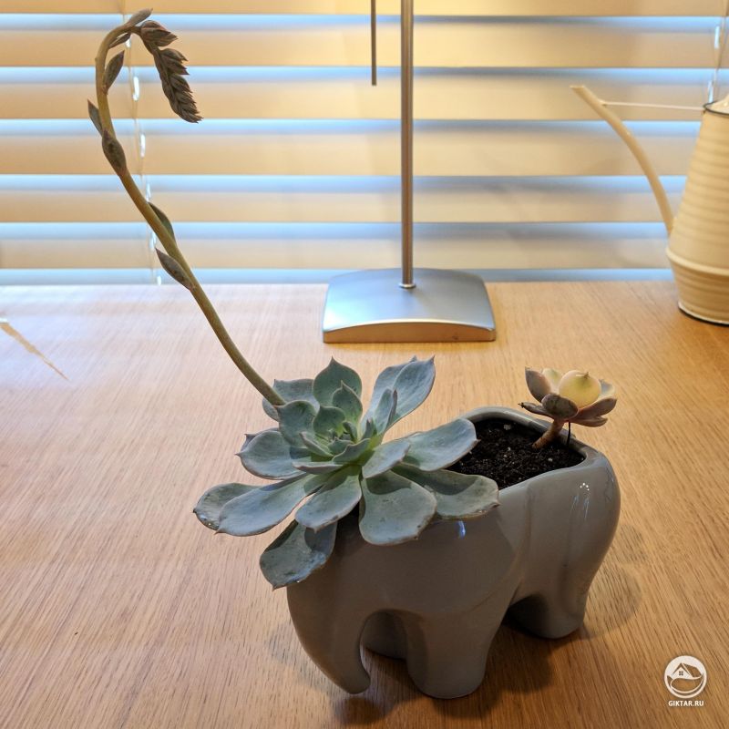 У моего суккулента новый слон