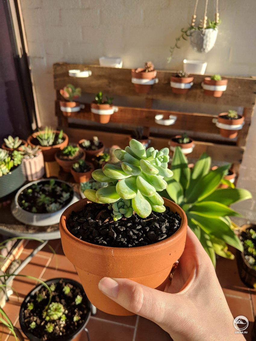 Могу я узнать название растения?