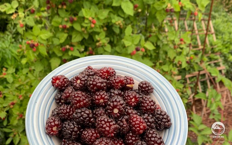 Бойзенова ягода - ежевика садовая! Я чувствую себя так гордимся, как маленький завод.