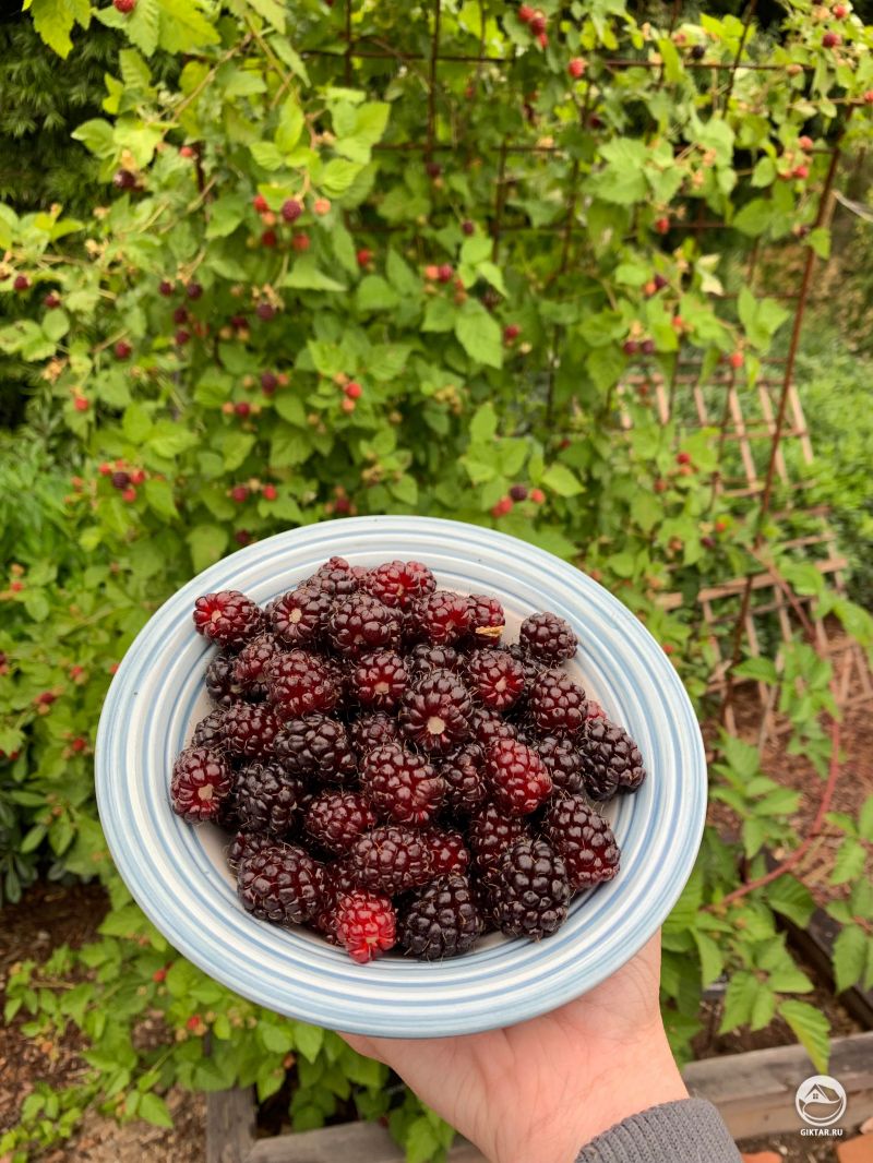 Бойзенова ягода - ежевика садовая! Я чувствую себя так гордимся, как маленький завод.