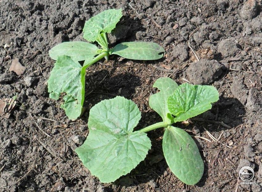 рассада огурца выращивание рассады огурца