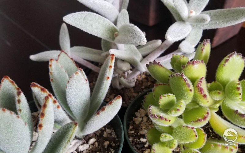 Каланхоэ сорта Белая Панда и каланхоэ войлочное