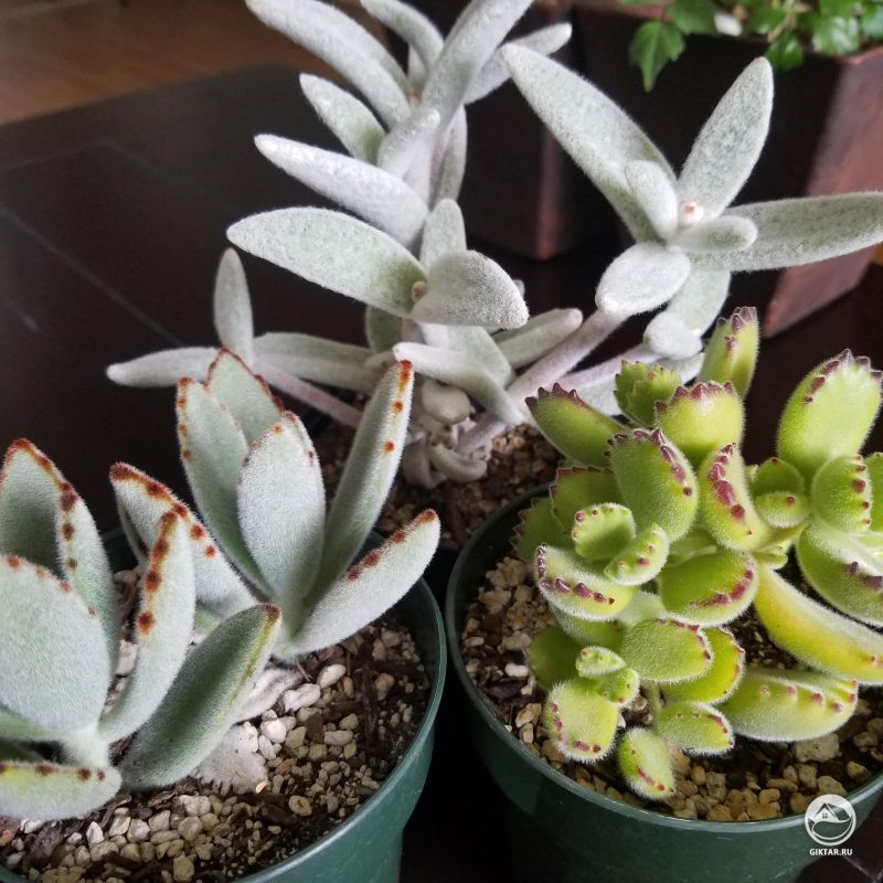 Каланхоэ сорта Белая Панда и каланхоэ войлочное